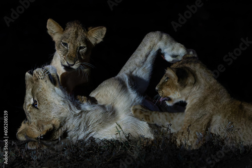 Lion  Panthera leo  cub playing in the spotlight in the night in Mashatu Game Reserve in the Tuli Block in Botswana