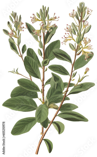 Liquorice isolated on transparent background  old botanical illustration