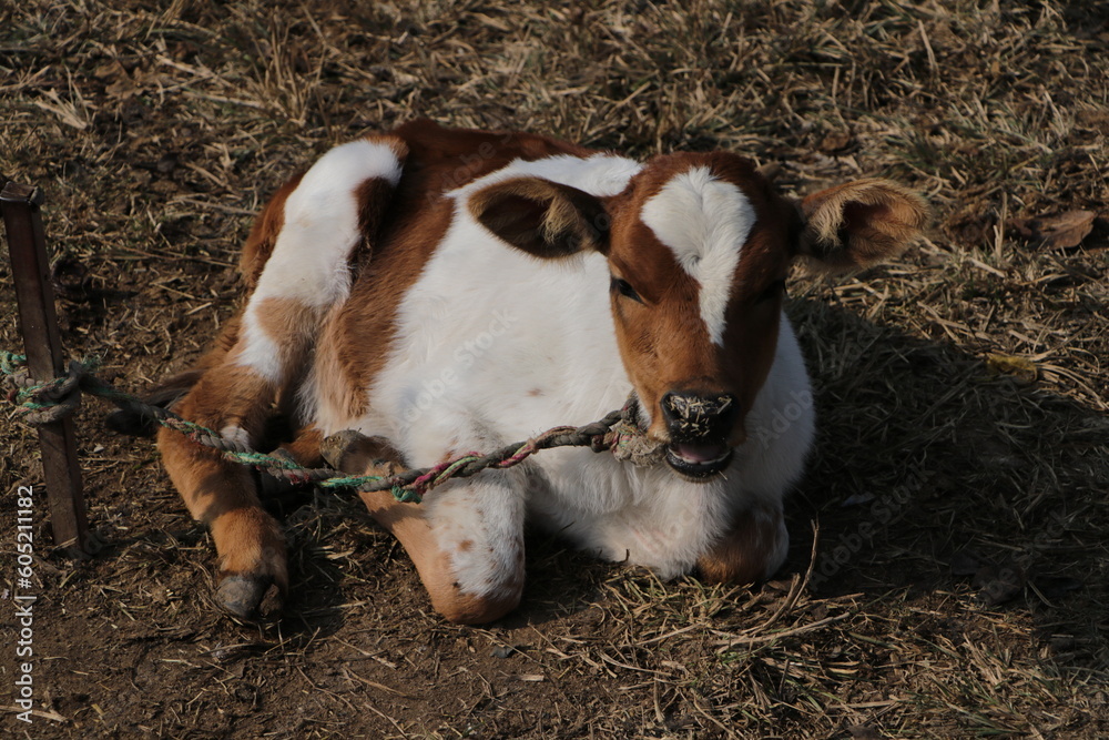 A calf is a young domestic cow or bull. Calves are reared to