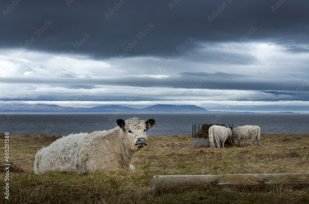 Ewe. Poolewe. Gairloch. Scottish Highlands. Westcoast Scotland.