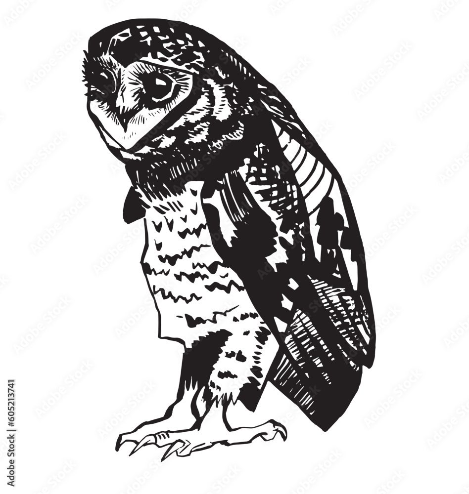 Fototapeta premium Set lineart drawing clipart bird owl graphic black on white contour sketch pen engraving style. Element for product design, print. Dark scary halloween animal. Gothic stickers occult esoteric theme