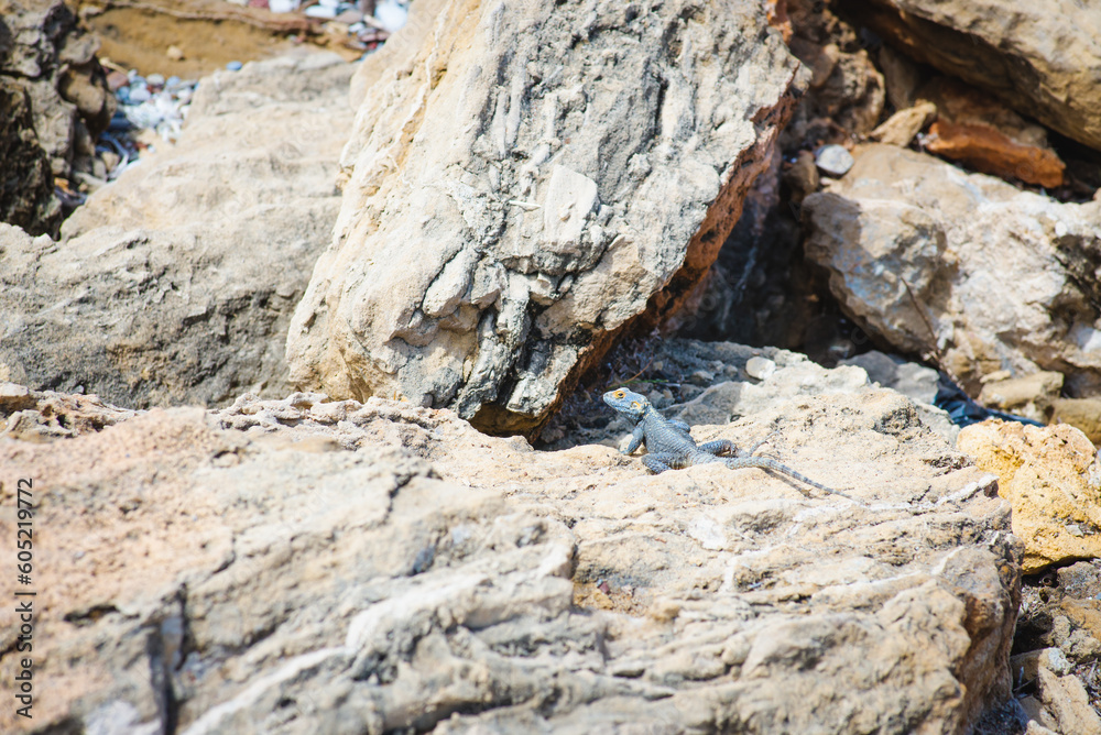 lizard on a rock in a private nature reserve in the Netherlands