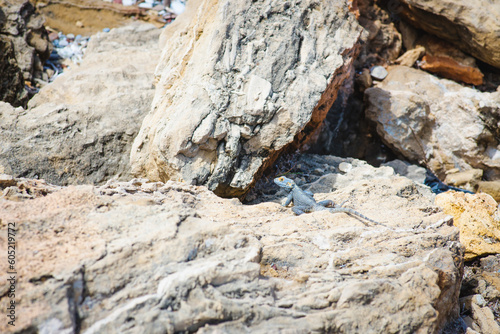 lizard on a rock in a private nature reserve in the Netherlands