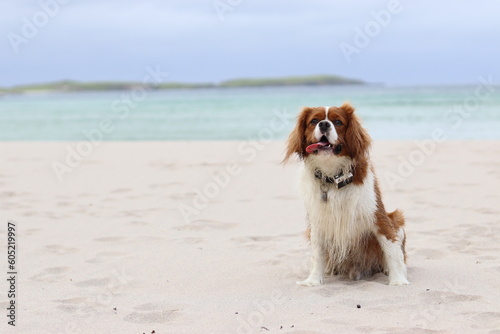 Cavalier King Charles spaniel dog on a beautiful sandy beach in the Scottish Highlands. Amazing background © bradley