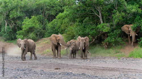 Elephants going for a drink in a almost dry riverbed in a Game Reserve in the Tuli Block in Botswana