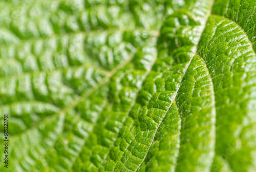 Green Leaf Macro Texture Background, Bumpy Rough Plant Surface Closeup, Foliage Pattern