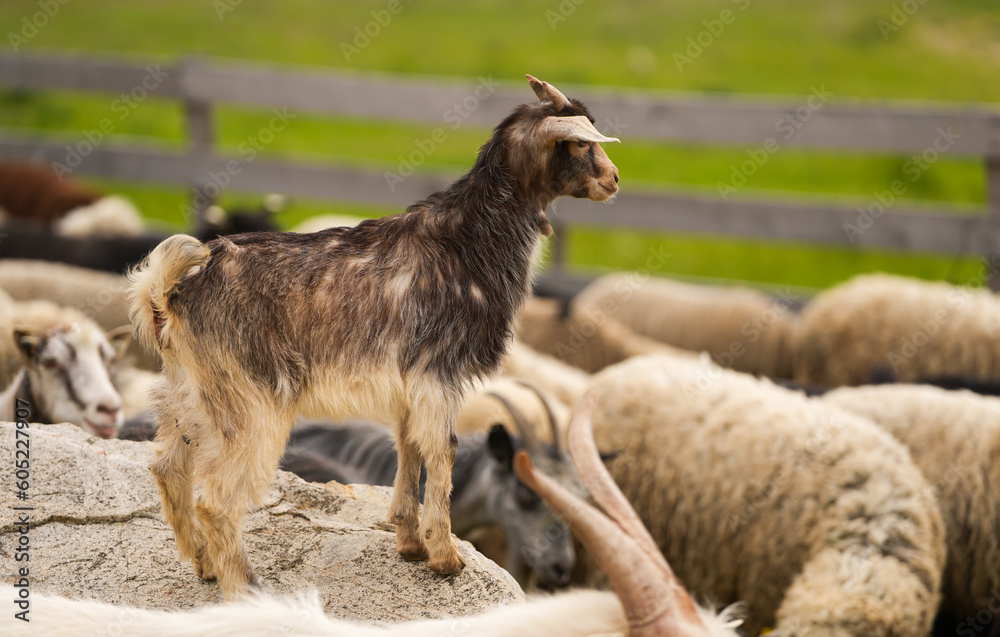 Obraz premium A flock of sheep going out from the fenced area. farm animals concept photo. Farming sheep industry.
