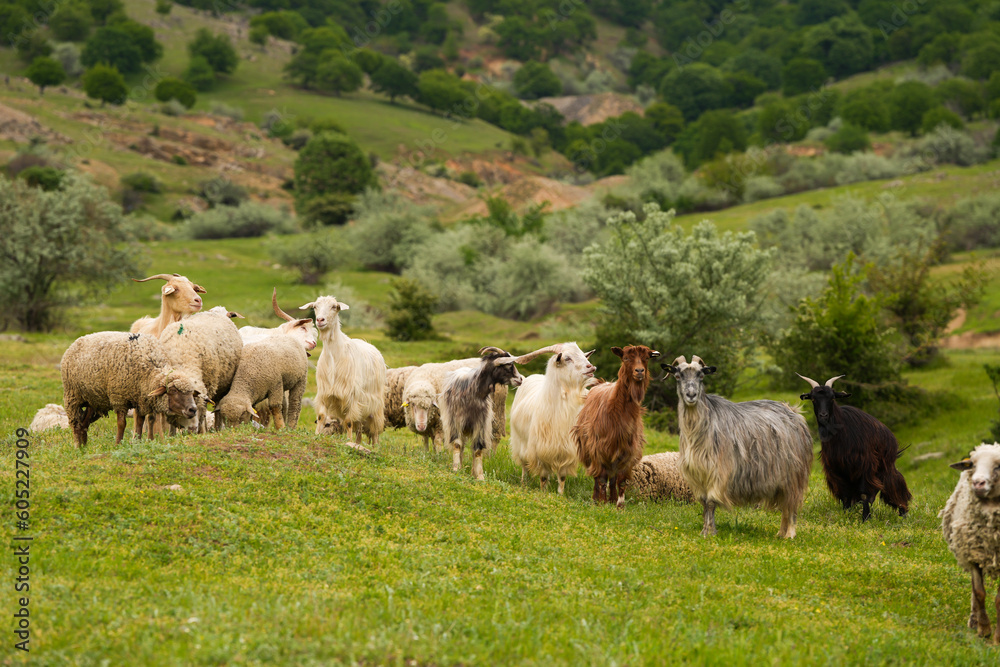A lot of tiny lamp sheep animals playing jumping and falling from a rock in a beautiful mountain scenery landscape. farm animals concept photo in a flock of sheep. A lot of tiny lamp sheep animals playing jumping and falling from a rock in a beautiful mountain scenery landscape. farm animals concept photo in a flock of sheep.