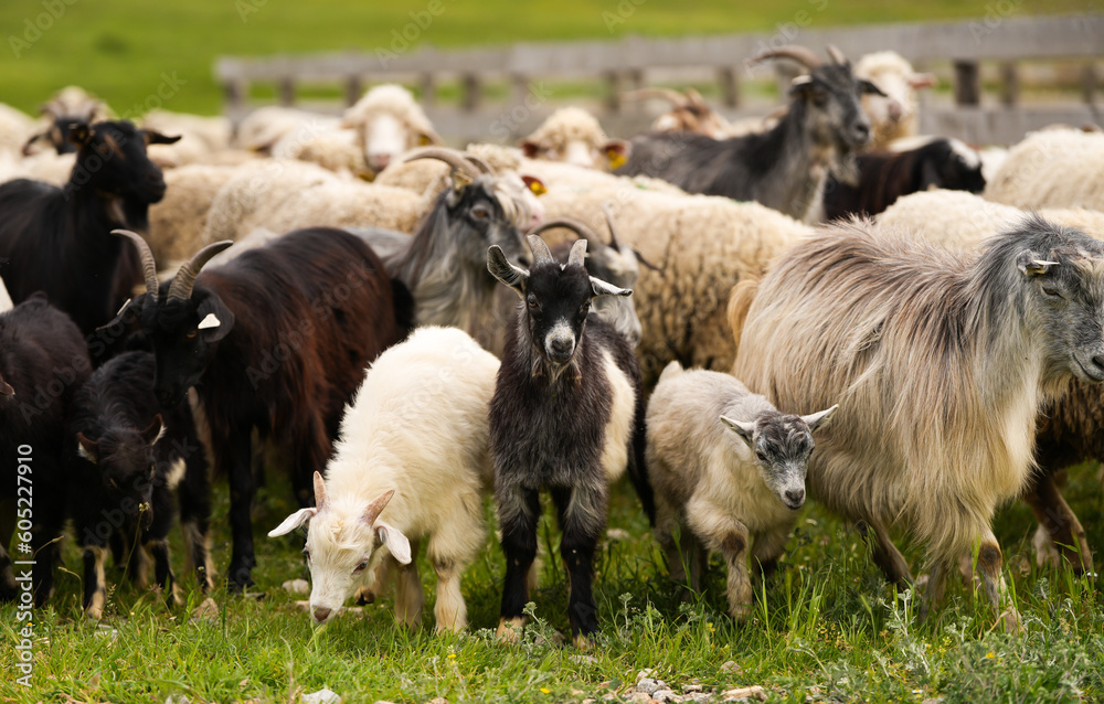 Obraz premium A flock of sheep going out from the fenced area. farm animals concept photo. Farming sheep industry.
