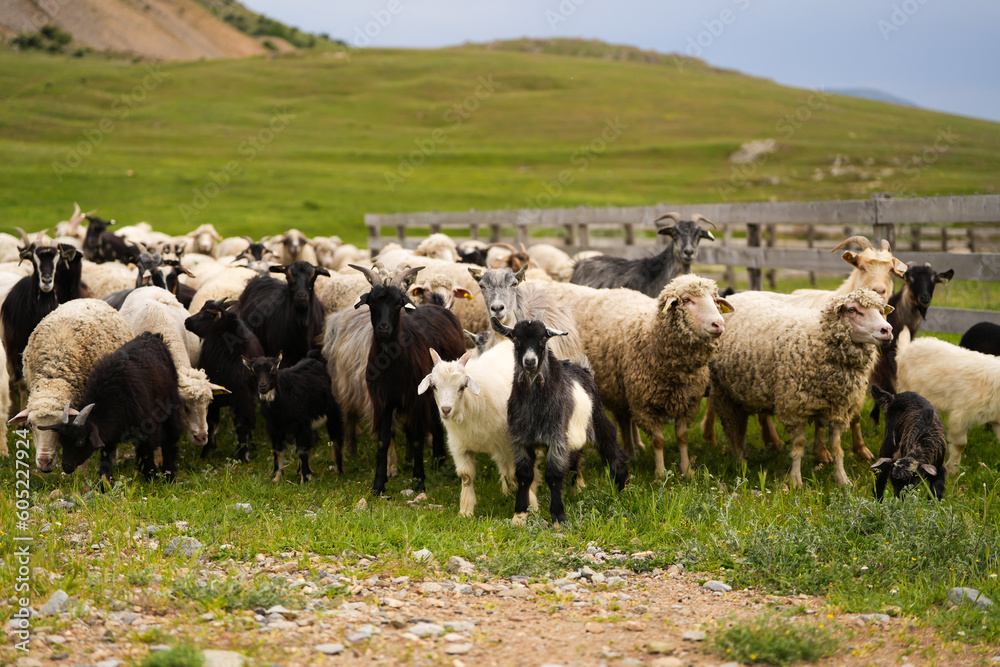 Obraz premium A flock of sheep going out from the fenced area. farm animals concept photo. Farming sheep industry.