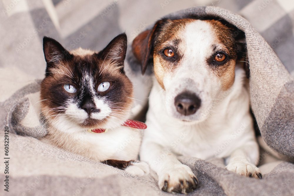 Dog and cat together under warm blanket