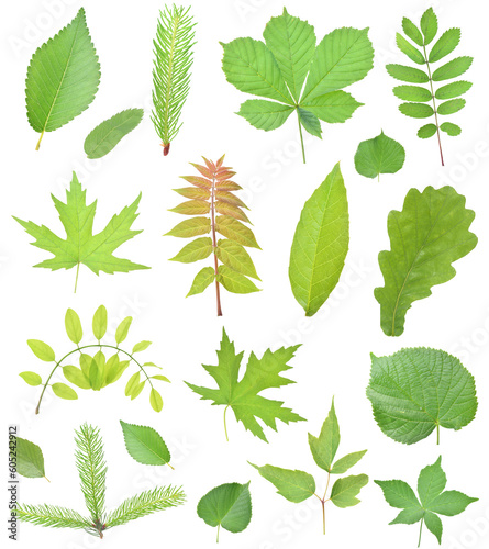 Leaves collection isolated 