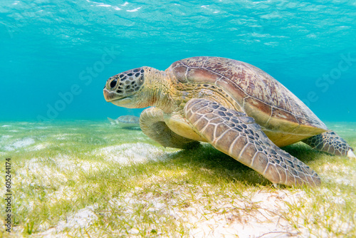 Sea turtle in the Maldives on the island Curedo on seagrass © ThomasBang