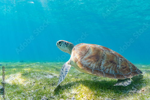 Sea turtle in the Maldives on the island Curedo on seagrass photo
