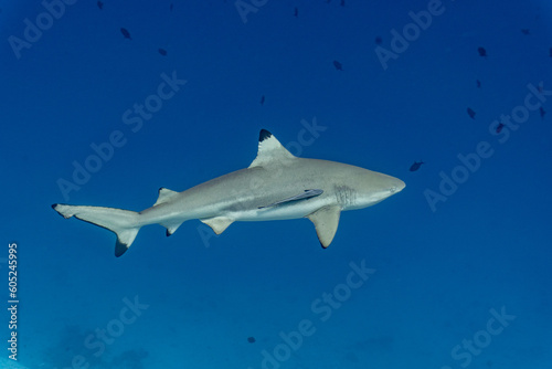 Wallpaper Mural Gray reefshark in the Maldives on the island Curedo Torontodigital.ca