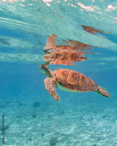 Sea turtle in the Maldives on the island Curedo close to the surface of the water