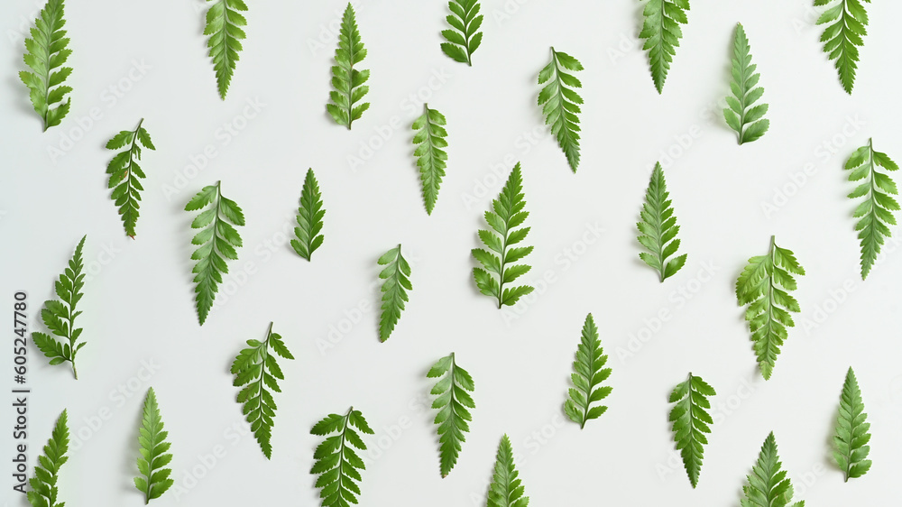 Fern leaves on white background. Nature background, tropical leaf, flat lay, top view with copy space Fern leaves on white background. Nature background, tropical leaf, flat lay, top view with copy space