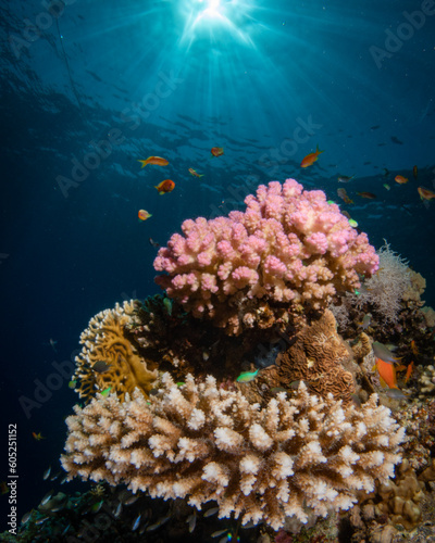 Fototapeta Naklejka Na Ścianę i Meble -  Beautiful coral reef in the Red Sea with sunball