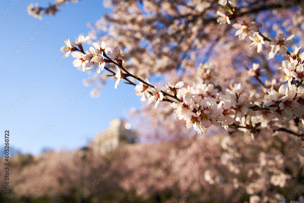 Pink almond tree blossoms outroors in spring Pink almond tree blossoms outroors in spring