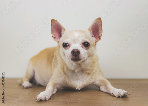 brown chihuahua dog lying down on wooden floor, looking at camera.