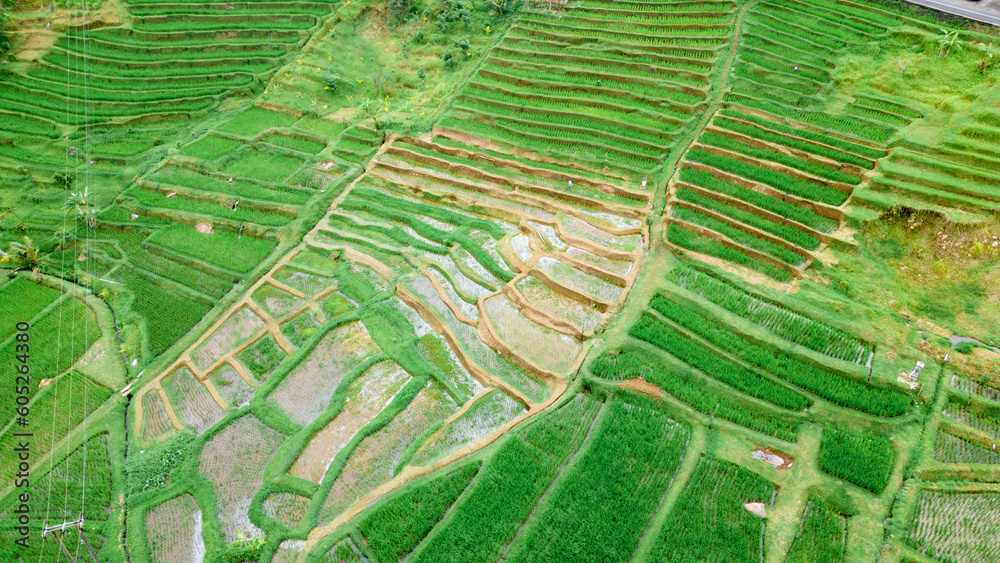 Fototapeta premium The stunning Tegalalang Rice Terrace, part of the Cultural Landscape of Bali Province UNESCO World Heritage Site, comprises cascading emerald-green fields worked by local rice farmers. 