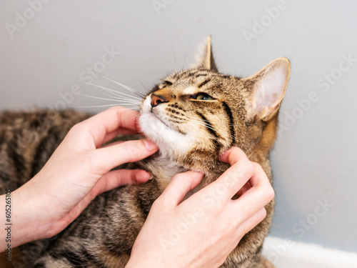 Young brown tabby cat enjoys face massage by his owners. Perks and benefits of being the house animal. Enjoy love and care concept. High quality service to keep pet happy.