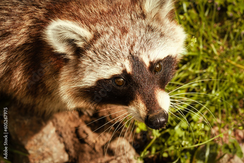 Waschbär - Tier - Animal - Raccoon - Close Up - Funny - Procyon Lotor - Cute - Portrait - Wildlife - High quality photo 