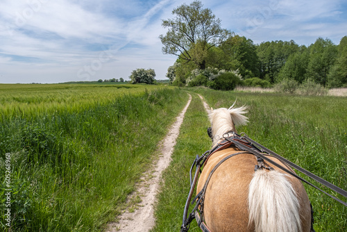 A blond horse running in a path between forest in Germany
