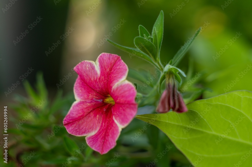 Obraz premium Closeup of a beautiful blooming pink convolvulus flower on a branch in a garden