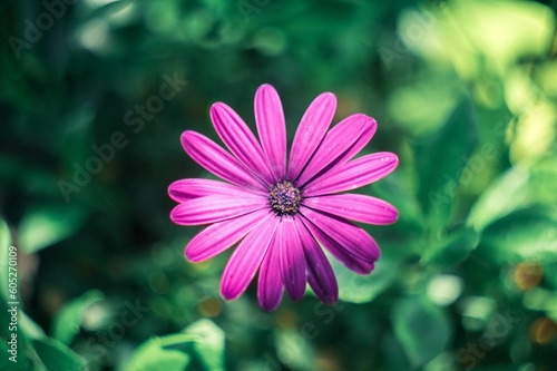 Closeup shot of a pink African daisy