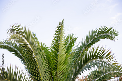 Coconut palm trees, beautiful tropical background.Palm tree against blue cloudscape sky © Yulia