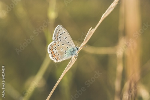 Selective focus shot of a Polyommatus thersites butterfly on a plant