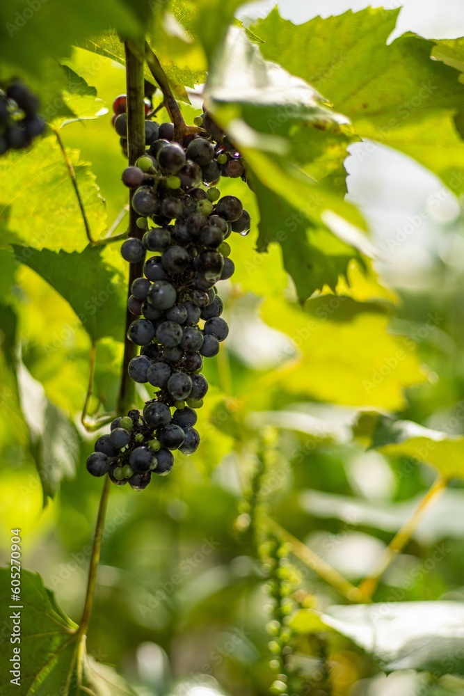 Vertical shot of a black ripe grape bunch hanging on a vine