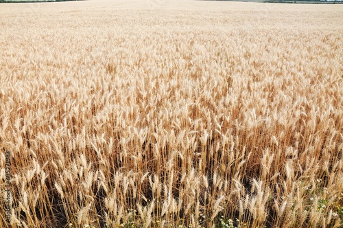 Field with golden wheat crops plantation in Juan Lacaze, Colonia, Uruguay photo