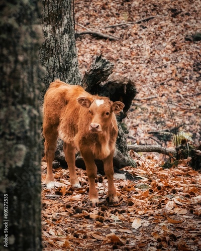 Obraz na plátne Vertical shot of a brown calf wandering in an autumn forest