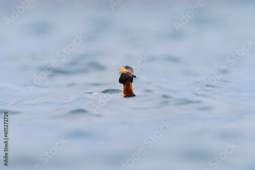 Horned grebe (Podiceps auritus) swimming in the sea in june.