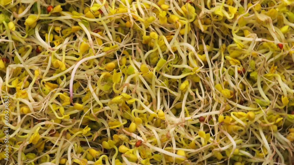 microgreen, rotation in circle. green background, Turning. selective focus. microgreen, rotation in circle. green background, Turning. selective focus.