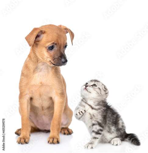 Toy terrier puppy and tiny kitten look at each other. isolated on white background © Ermolaev Alexandr