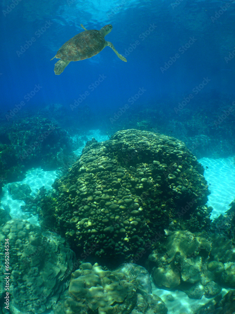 Fototapeta premium a beautiful coral reef in the crystal clear waters of the caribbean sea