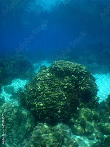 a beautiful coral reef in the crystal clear waters of the caribbean sea © gustavo