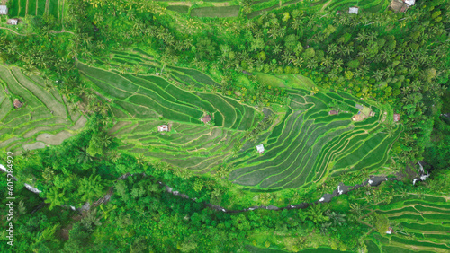 Aerial view of amazing rice fields in Munduk - Bali. Indonesia. 
