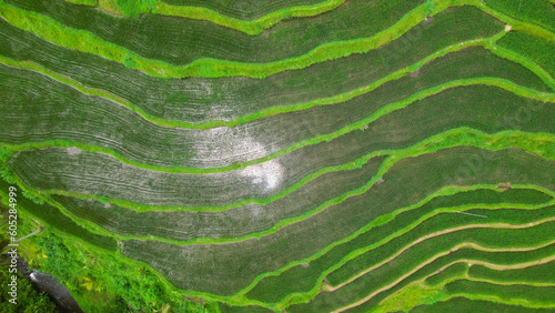 Aerial view of amazing rice fields in Munduk - Bali. Indonesia. 