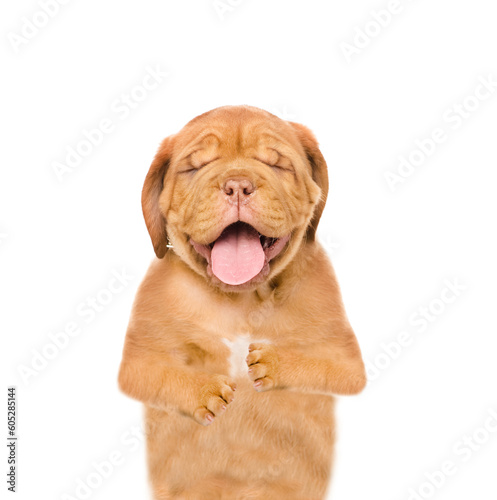 Portrait of a laughing  Mastiff puppy. Isolated on white background