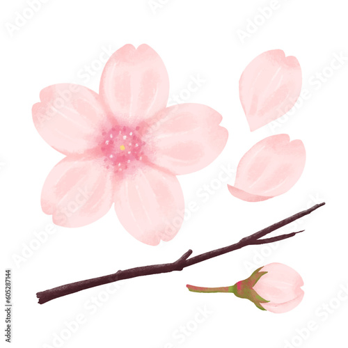 Pink Cherry blossom. hand drawn illustration, isolated on white background