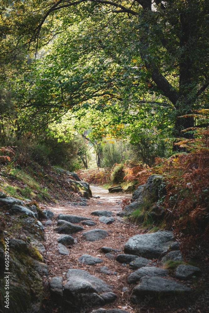 Beautiful shot of a path covered with rocks in a forest with colorful autumn trees Beautiful shot of a path covered with rocks in a forest with colorful autumn trees