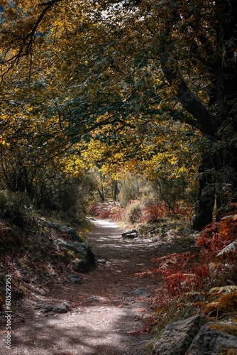 Fototapeta Naklejka Na Ścianę i Meble -  Beautiful shot of a path covered with rocks in a forest with colorful autumn trees