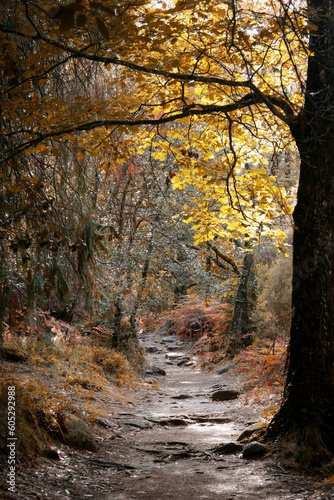 Vertical shot of a pathway in a forest in autumn