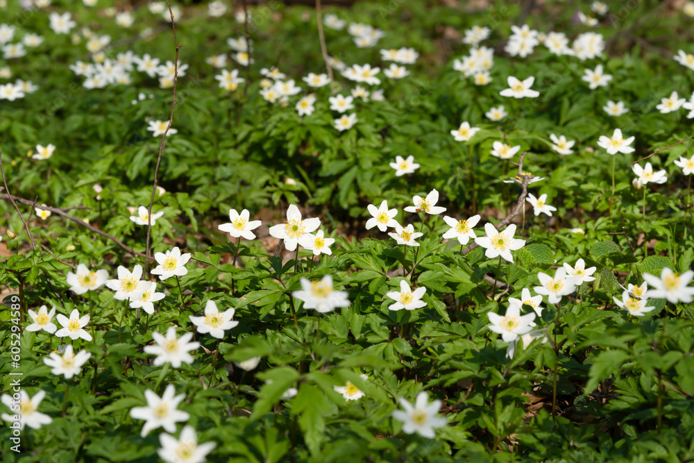 Spring awakening of flowers and vegetation in the forest on background of the sunset shine, shallow depth of field.