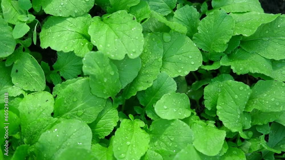 Green leaves background. Edible leaves with water dew drops growing in a soil. Perfect video suitable for seasonal use. Radish foliage. Healthy green food. Fresh salad. Vegetable backdrop. Veggies. Green leaves background. Edible leaves with water dew drops growing in a soil. Perfect video suitable for seasonal use. Radish foliage. Healthy green food. Fresh salad. Vegetable backdrop. Veggies.