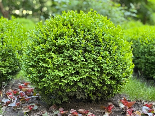 Green boxwood bushes in the park.
